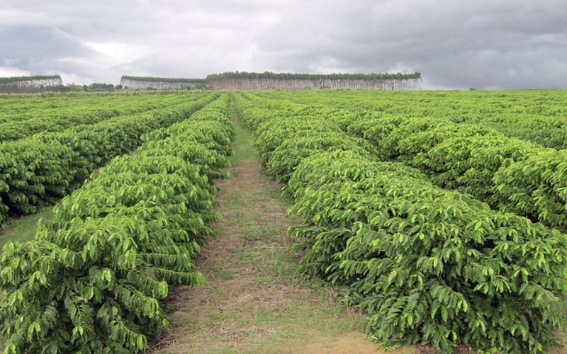 Brazilian Mogiana Queen Estate Yellow Bourbon: Terroir Analysis & Brewing Guide