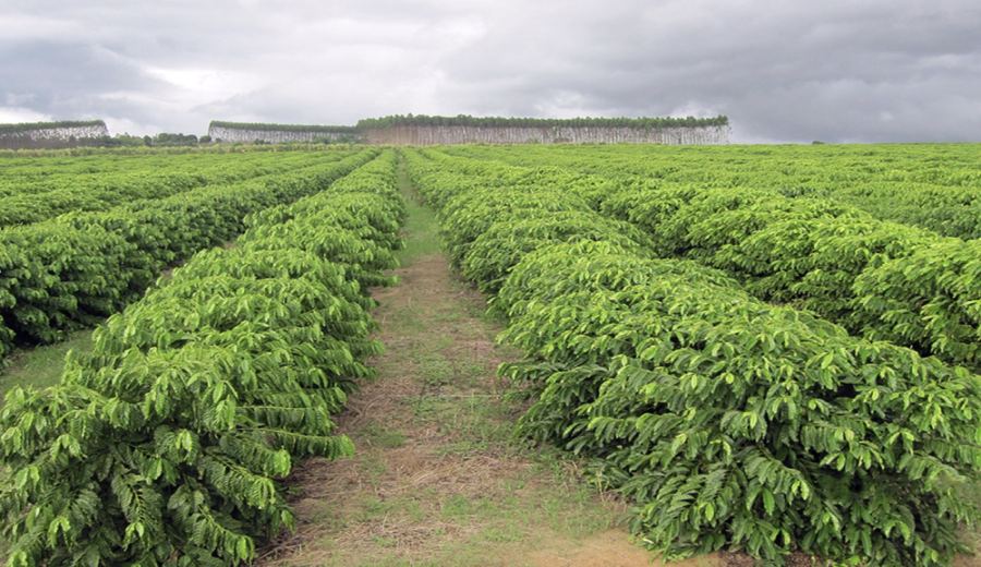 Brazilian Mogiana Queen Estate Yellow Bourbon: Terroir Analysis & Brewing Guide