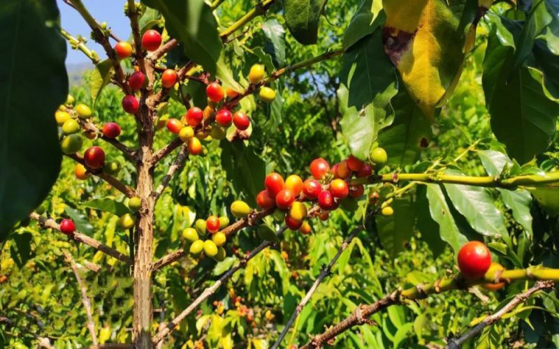 Flavor Profile of Yunnan Peaberry Coffee | Characteristics of Arabica Varieties & Beginner Recommendations