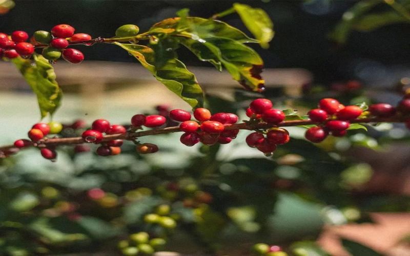 Front Street Coffee's Brazilian Queen Estate Yellow Bourbon Pour Over Guide: Semi-Washed Processing Delivers Chocolatey Nutty Sweetness