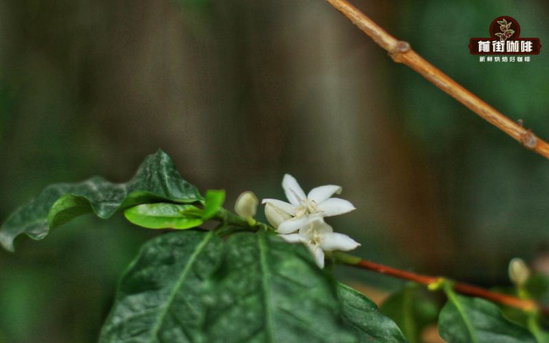 The Evolution and Flavor Profile of Brazil Cerrado Bourbon Coffee Varieties | Pour Over Recommendations and Tasting Guide