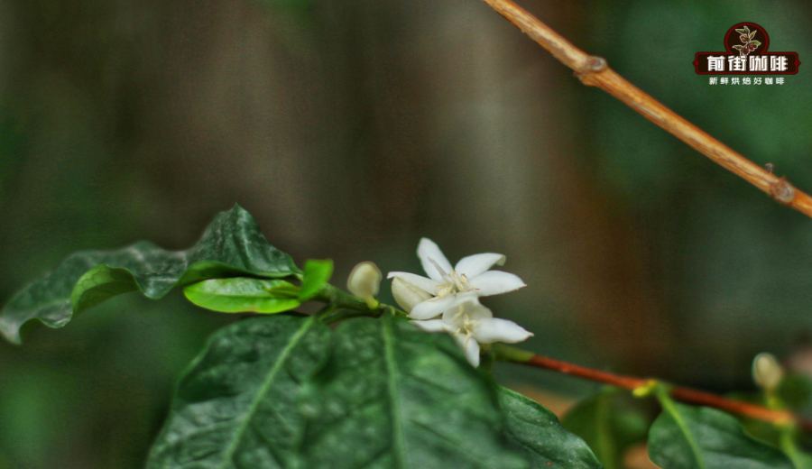 The Evolution and Flavor Profile of Brazil Cerrado Bourbon Coffee Varieties | Pour Over Recommendations and Tasting Guide