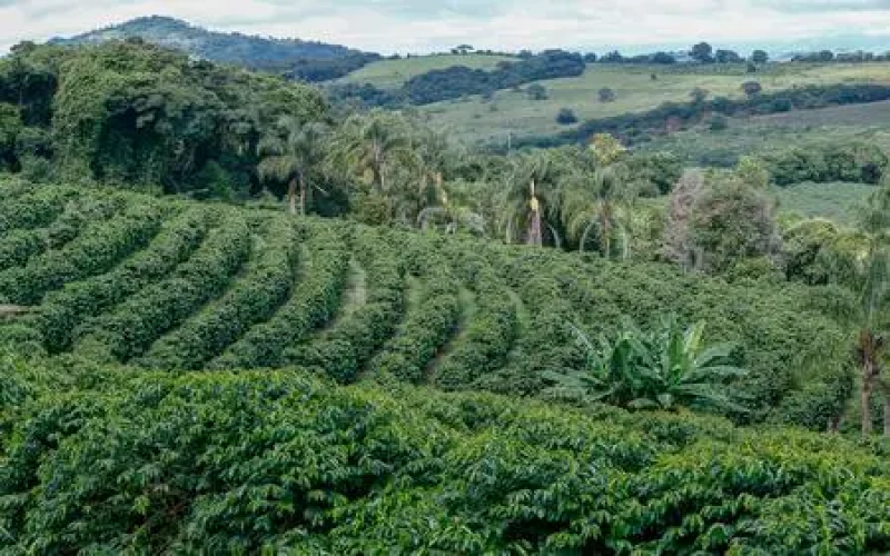 Brazil's coffee exports surge nearly 50% in February！Why is Robusta the highlight?