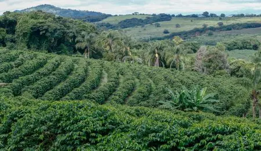 Brazil's coffee exports surge nearly 50% in February！Why is Robusta the highlight?