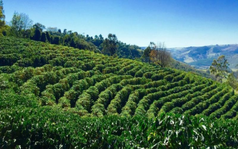 Behind the Soaring Coffee Bean Prices: Global Impacts of Tight Supply and a Weaker Dollar
