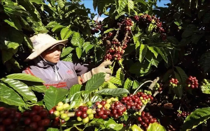 Behind Vietnam’s $3.22 Billion Coffee Exports: Trung Nguyen Posts VND 1 Trillion Loss Amid Industry Challenges