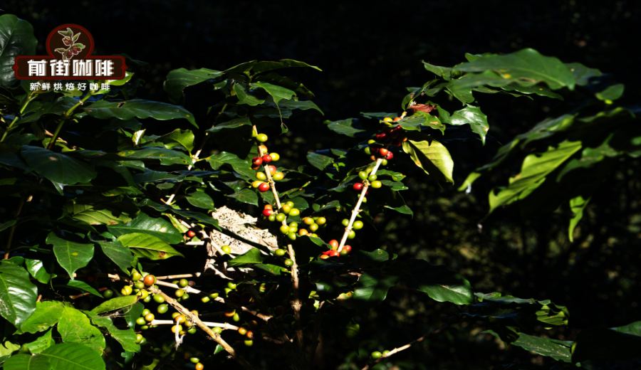 The Global Journey of Typica Coffee: From Ethiopia to Blue Mountain, Exploring Washed and Natural Flavor Profiles