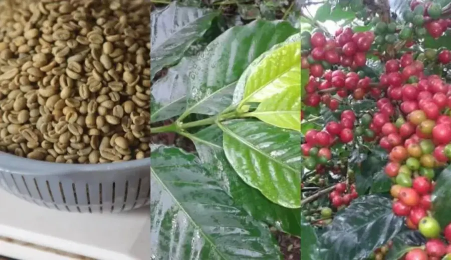 In-depth Analysis of the Three Major Coffee Varieties in the Americas: Characteristics, Flavors, and Growing Adaptability