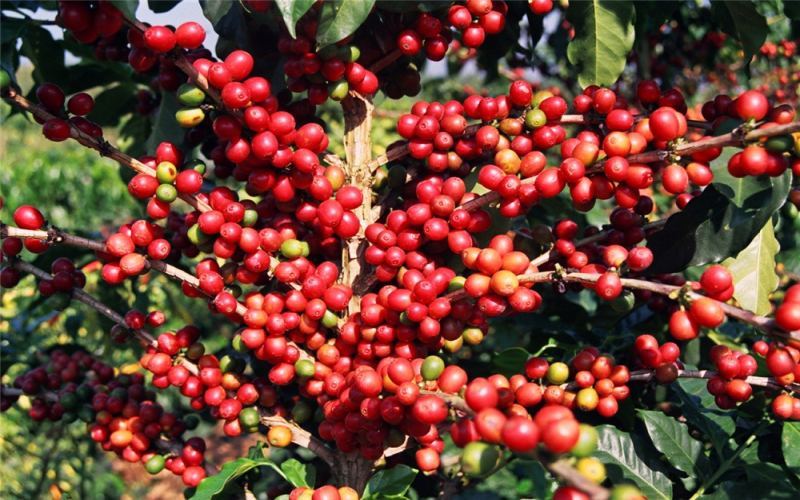 Yunnan Catimor Beans Pour Over Guide: Variety Origins, Flavor Profile & Brewing Tips