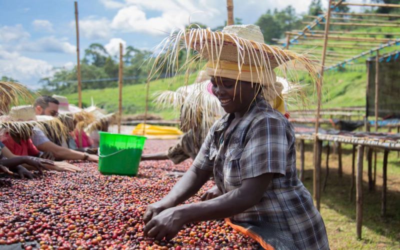 The Ultimate Guide to Coffee Processing Methods: From Natural and Washed to Anaerobic Fermentation – Understand Flavor Differences All at Once
