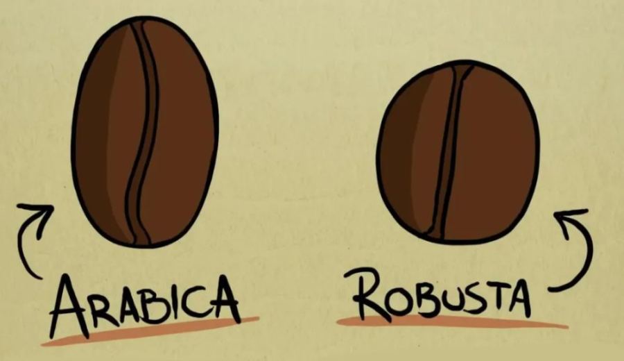Analysis of the Crema Differences Between Arabica and Robusta | Blended Bean Recommendations and Espresso Techniques