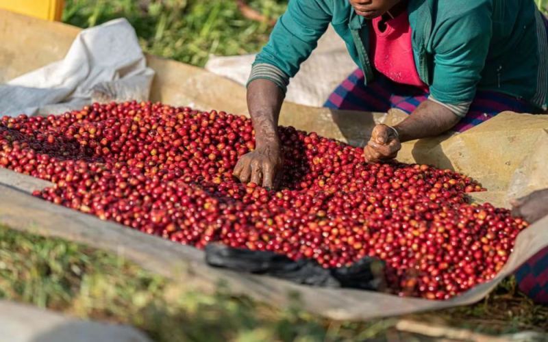 In-depth Analysis of Ethiopia’s Sidamo Region: A Comprehensive Guide to the Flavors of Huacai Coffee and Sun-Drying Techniques