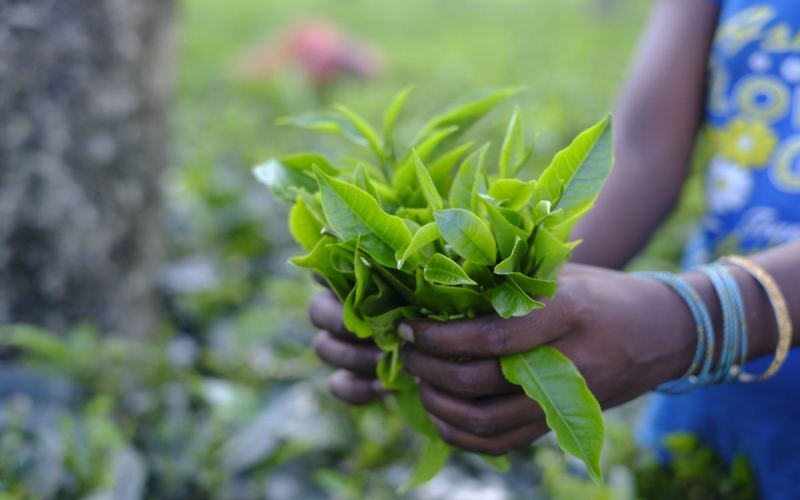 Unveiling Assam Black Tea Origins | Is It Good for Milk Tea? Tea Grades & Tasting Guide