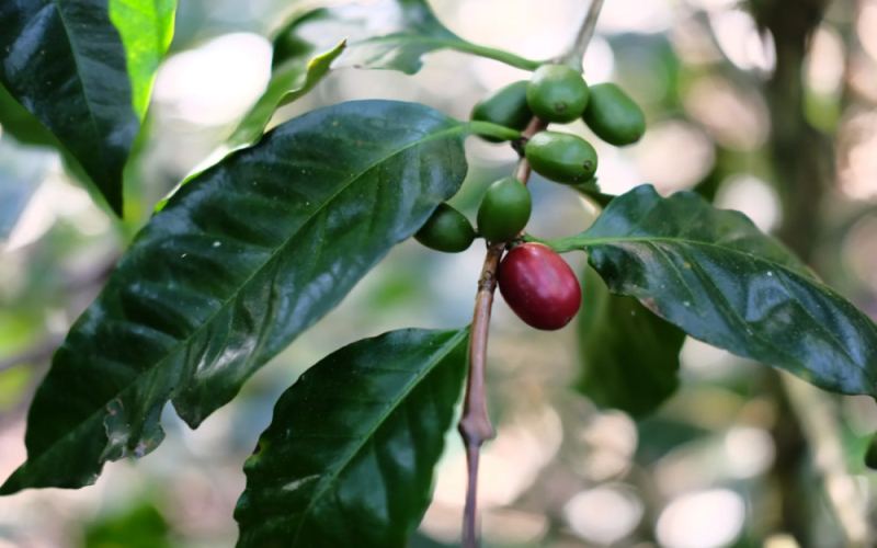 Behind the Persistently High Global Coffee Prices in 2024: Why Is South America’s Recovery Failing to Ease Supply Pressure?