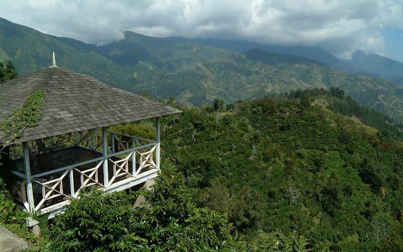 A Complete Guide to Jamaican Blue Mountain Coffee: Flavor, Growing Region, Grading, and the Correct Brewing Method