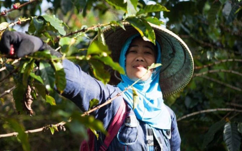 Decoding the Flavors of Asian Specialty Coffee Beans: Yunnan Beans' Characteristics and Southeast Asian Origins Compared