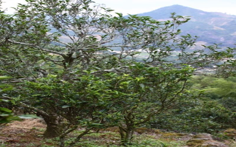 Is Phoenix Dancong Huangzhi Xiang a light or strong aroma? A complete analysis of the differences between Songzhong and Huangzhi Xiang