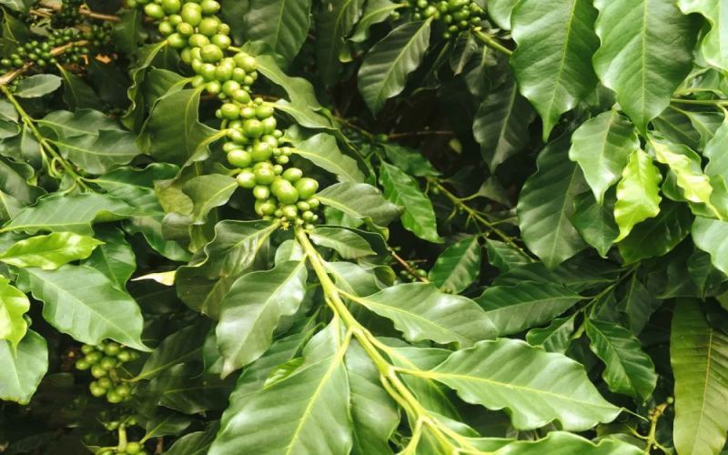 Introduction to the Dehong Coffee Region in Yunnan: Planting Evolution, Processing Techniques, and Pour Over Flavor Analysis