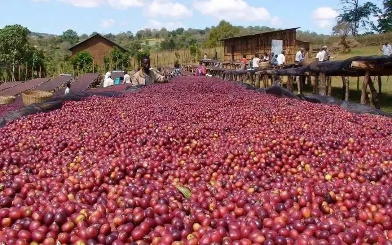 Comparison of Coffee Growing Organizations: Analyzing the Operational Models and Challenges of Estates and Cooperatives