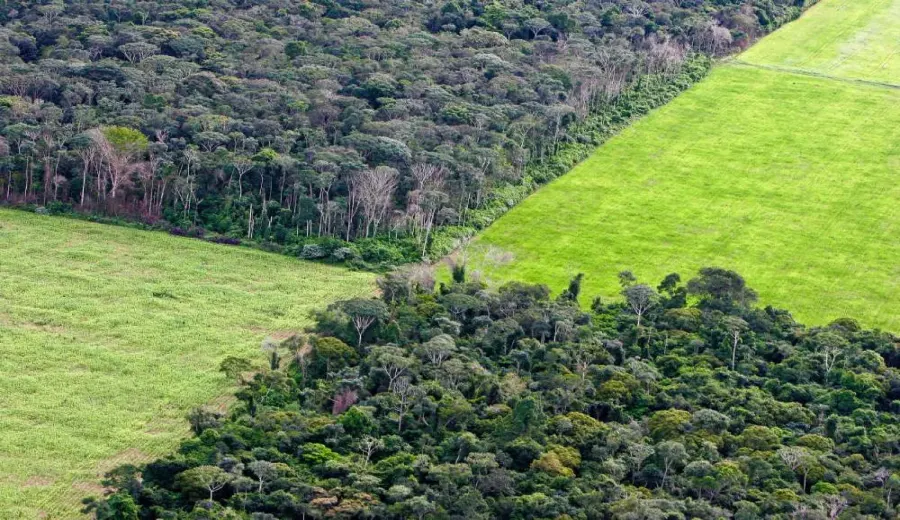EU Deforestation Regulation Postponed: Full Analysis of Coffee Export Country Risk Classification