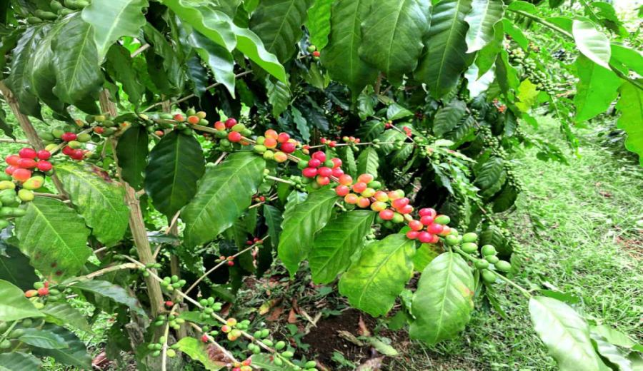 Analysis of the Differences Between Yirgacheffe Guddu Dingding and Red Cherry Beans | Pour Over Parameters and Flavor Guide