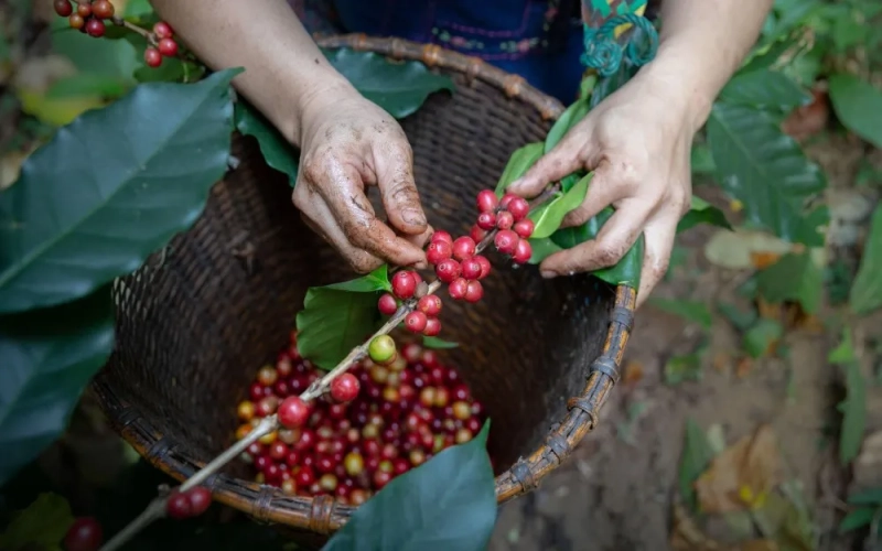 Flavor Analysis of Typica Coffee Beans: Differences Between PNG Washed and Blue Mountain Washed, and Pour Over Recommendations