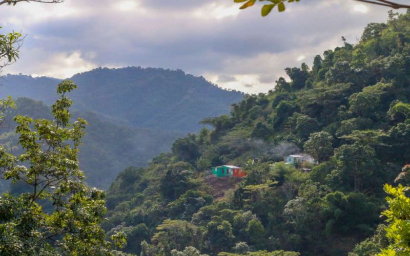 Jamaican Blue Mountain Coffee Pour Over Guide: How to Identify Authentic Beans & Brew for Optimal Flavor