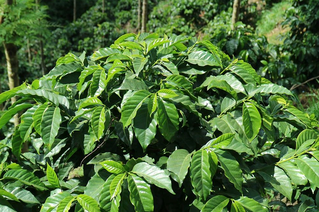 What is Bourbon coffee? From Red Bourbon to Yellow Bourbon, a comprehensive guide to pour over flavors and roasting parameters