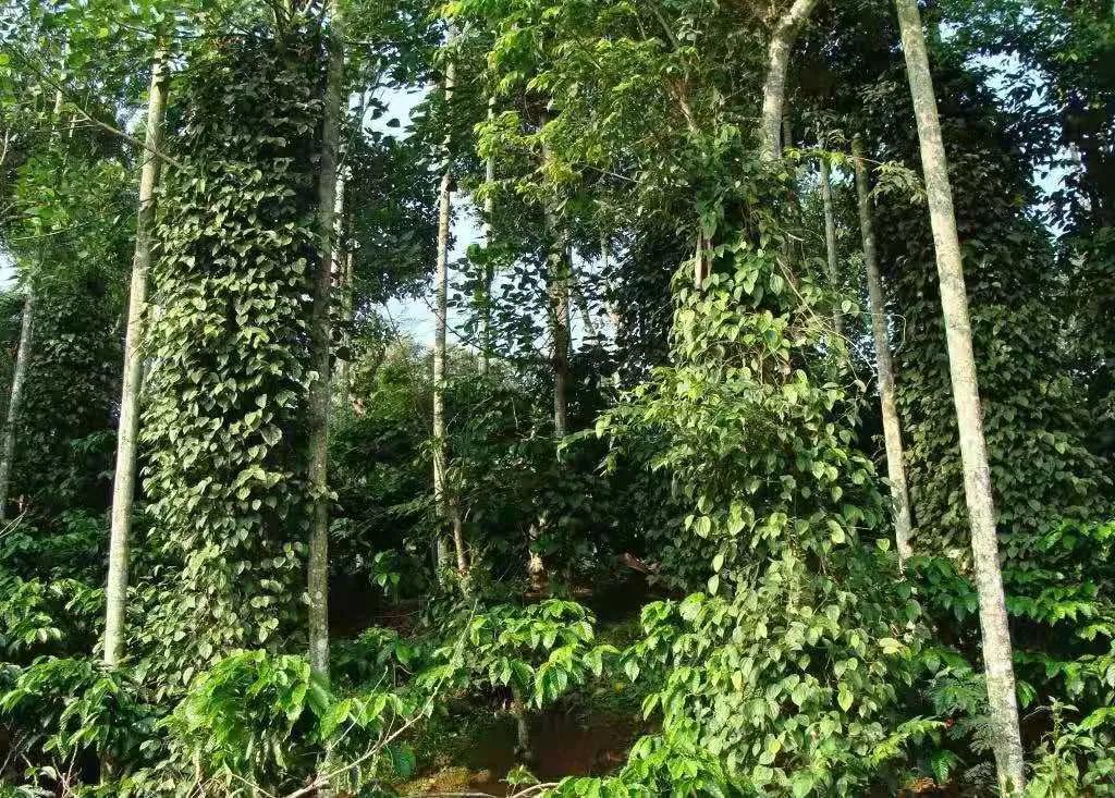 A Comprehensive Guide to Robusta Coffee Beans: Price, Flavor, Uses, and Market Positioning