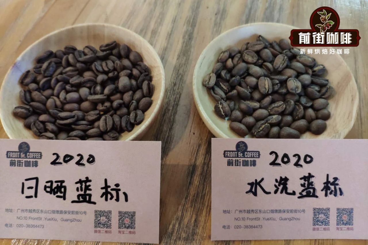 The True Identity of Panama Geisha 1500 and Blue Label Revealed | Volcanic Rock Bean Flavor Comparison & Purchase Recommendations