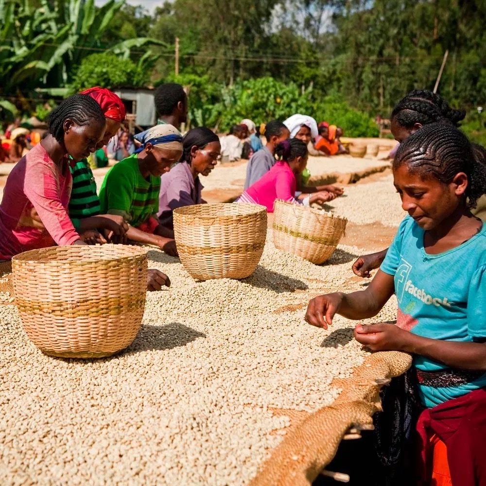 How to Brew Kenyan Coffee? A Complete Guide to AA Washed Process & SL Varietal Flavors
