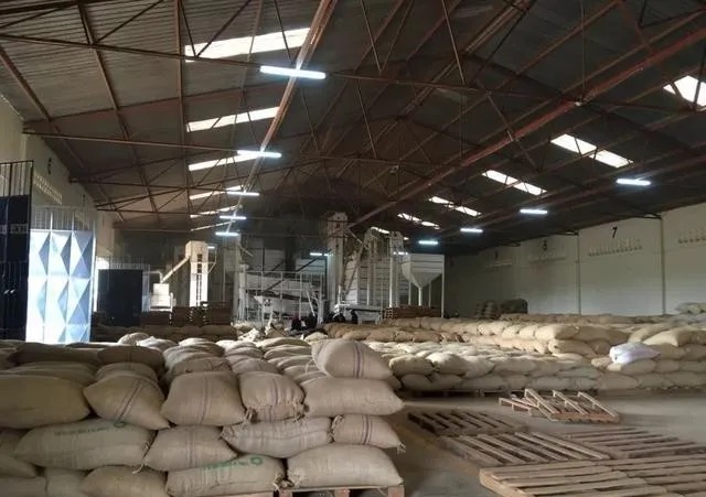 How to Brew Kenyan Coffee? A Complete Guide to AA Washed Process & SL Varietal Flavors