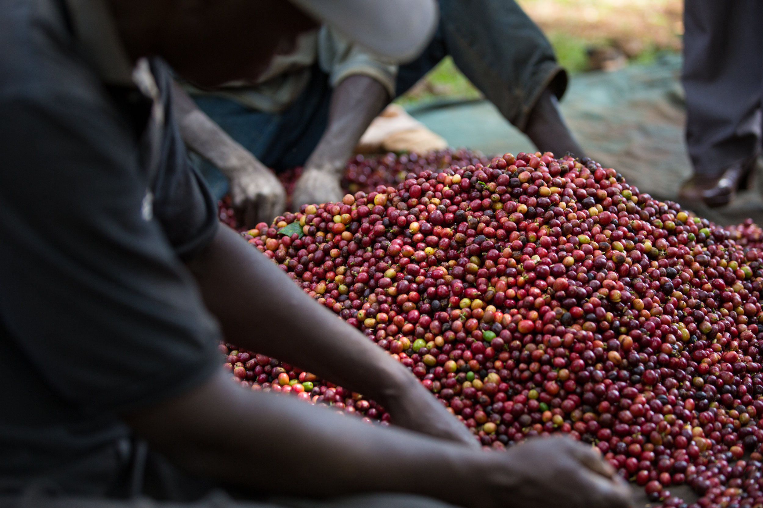 Kenya Coffee Deep Dive: The Evolution of SL Varieties, K72 Washed Process, and Regional Flavor Map