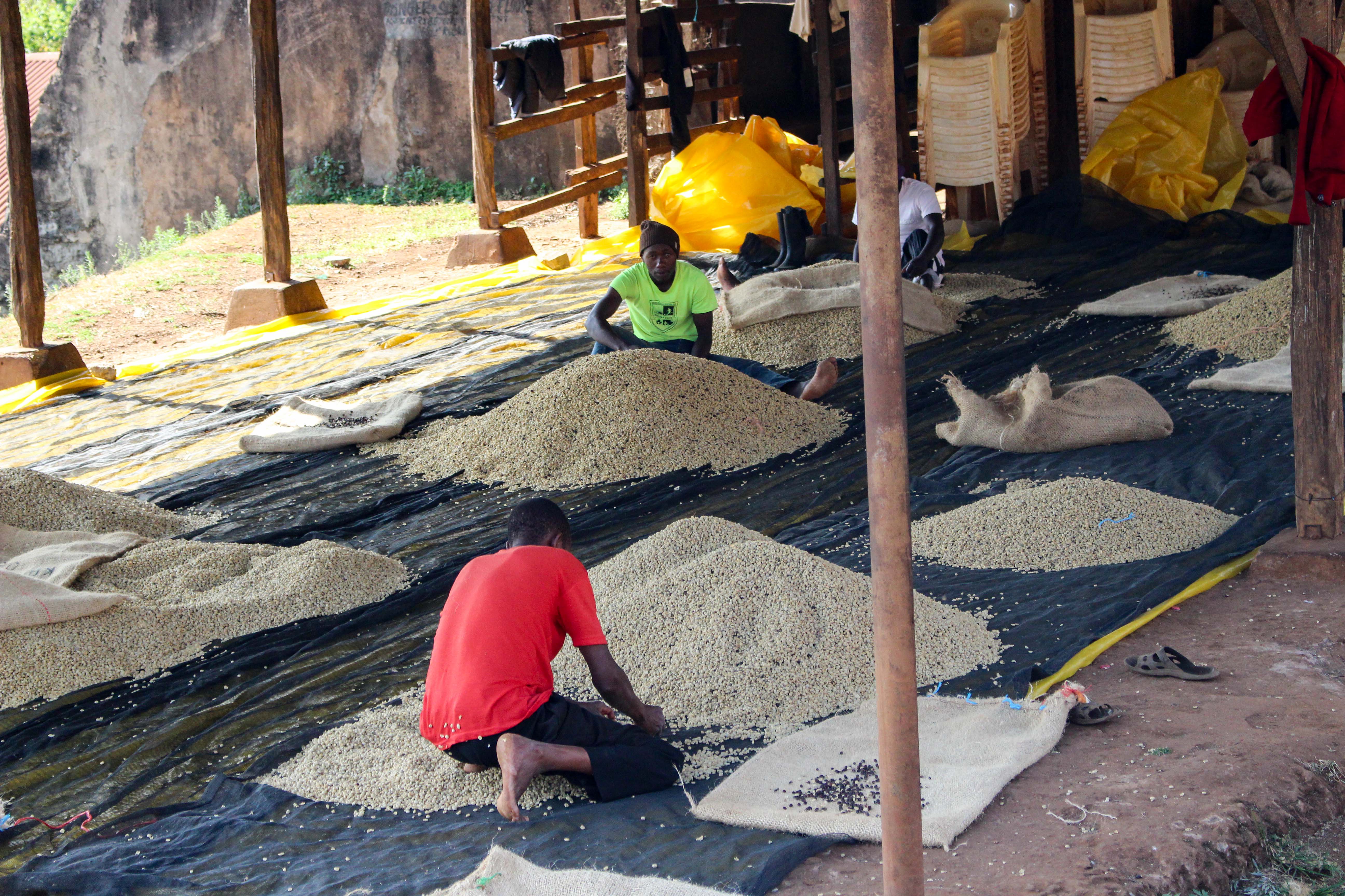 Why is Kenyan coffee so bright in acidity? A complete guide to origin, processing, and brewing