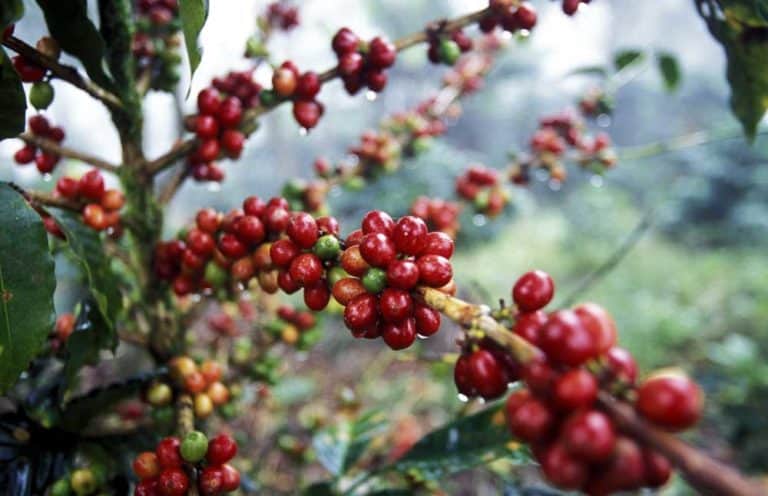 Pour Over Guide for Honduran Sherry Whiskey Barrel-Fermented Beans: Flavor Profile and Optimal Extraction Parameters