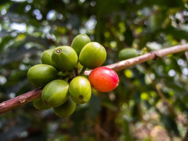 Complete Guide to Pour Over with Kenyan Coffee Beans: From K72 Washed Process to Flavor Extraction