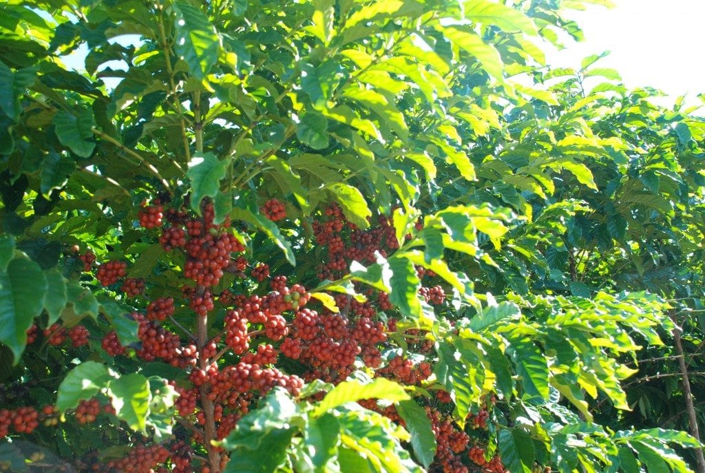 Complete Guide to Brazilian Coffee Regions: Flavor Profile of Red Bourbon and Recommended Pour Over Parameters