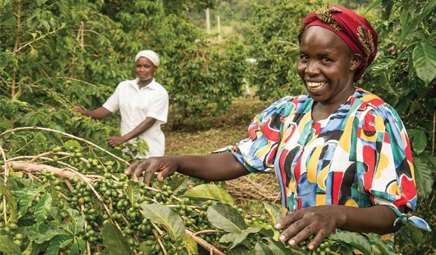 A Complete Guide to Kenya AA Coffee: The Premium Flavors Crafted by Double Fermentation Process and SL28/SL34 Varieties