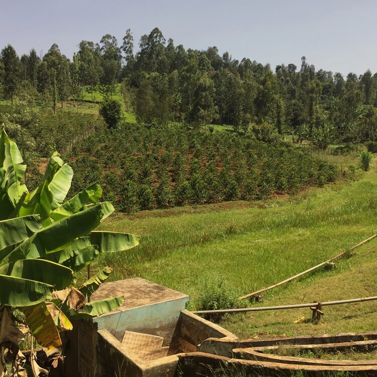 A Complete Guide to Kenyan AA Coffee: Origins, Flavor, and Washed Process Secrets | Pour Over Parameters and Bean Variety Analysis