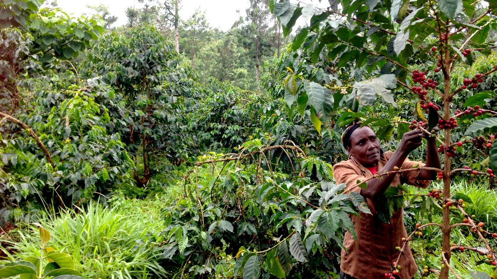 Analysis of Kenyan Coffee Bean Grading and Six Major Growing Regions | Flavor Profile of AA Grade and Brewing Recommendations