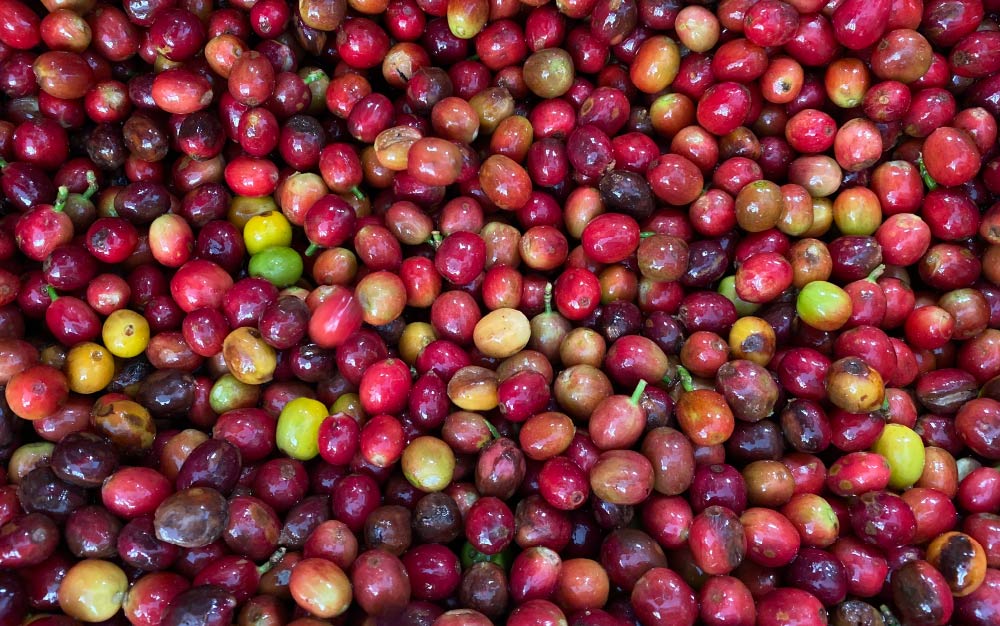 A Complete Guide to the Flavor Profile and Pour Over Parameters of Colombian Huila Coffee