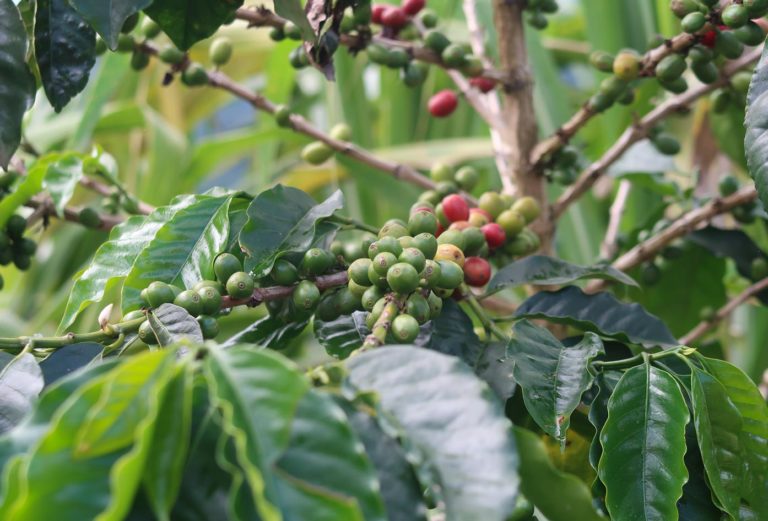 A Comprehensive Guide to Colombian Coffee Regions: The Flavors of Huila Washed Process and Pour Over Brewing Settings