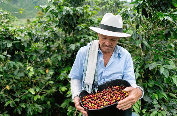 In-depth Analysis of Colombian Huila Coffee Beans: Flavor Characteristics and Washed Processing Beginner's Guide