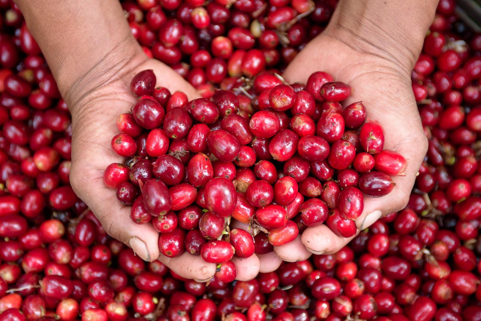 Geisha Coffee Pour Over Guide: Grind-to-Water Ratio & Water Temperature Parameters, Regional Flavor Analysis & Brewing Techniques