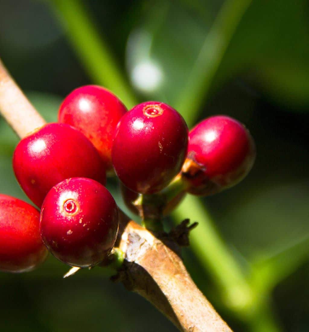 A Complete Guide to Panama Finca El Valle Geisha: How to Choose Between Red Label, Green Label, and Volcanic Rock Series? Pour Over Recommendations at a Glance