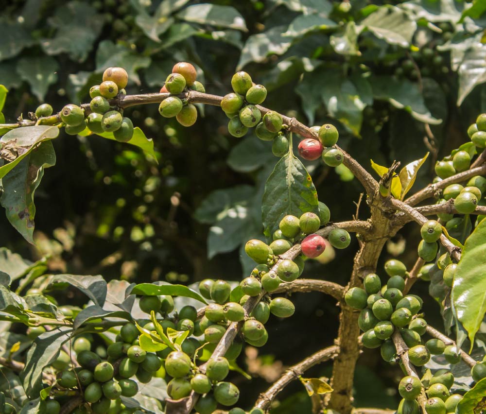 How to Brew Kenyan PB Peaberry Coffee? A Complete Guide from Grade, Variety to V60 Pour Over Parameters