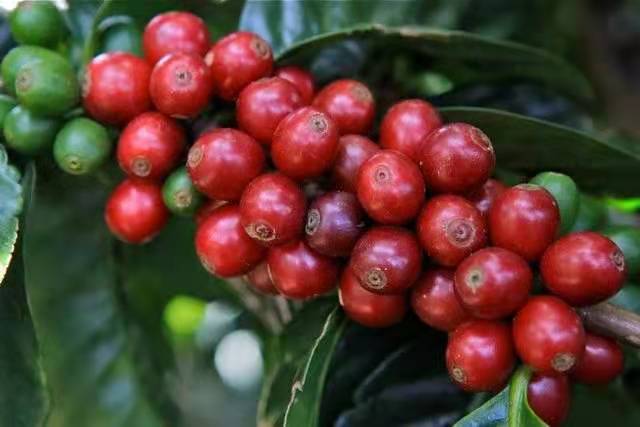 Complete Guide to Costa Rican Honey Process Coffee: Master Black Honey Flavors and Pour Over Parameters in One Go