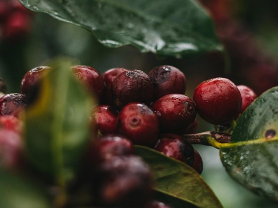 Analysis of Costa Rica Tarrazú Honey Processed Beans | Raisin Honey Process & Musician Series Tasting