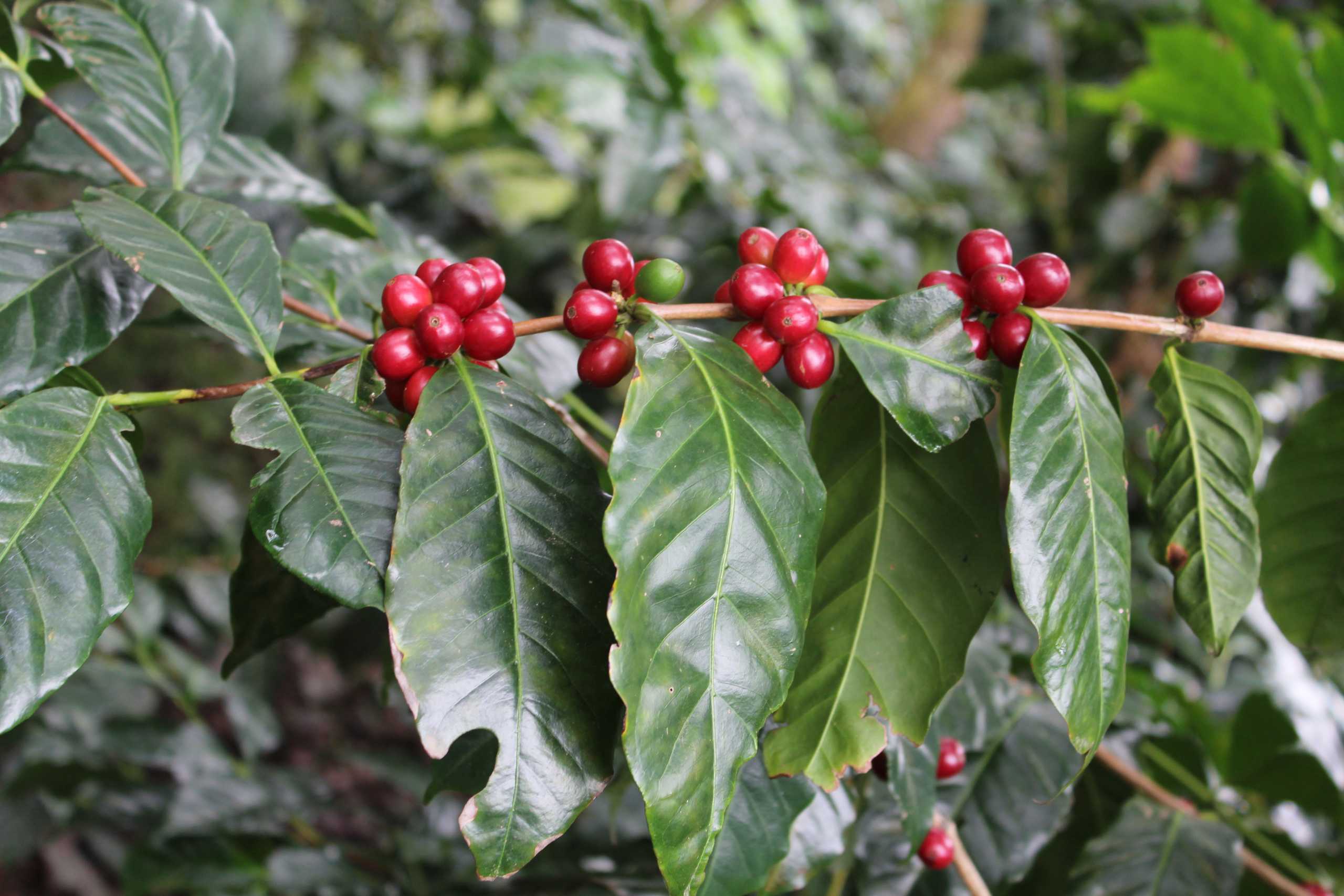 Complete Guide to Panamanian Geisha Coffee: Variety Origins, Roasting Concepts, and Iced Pour Over Parameters