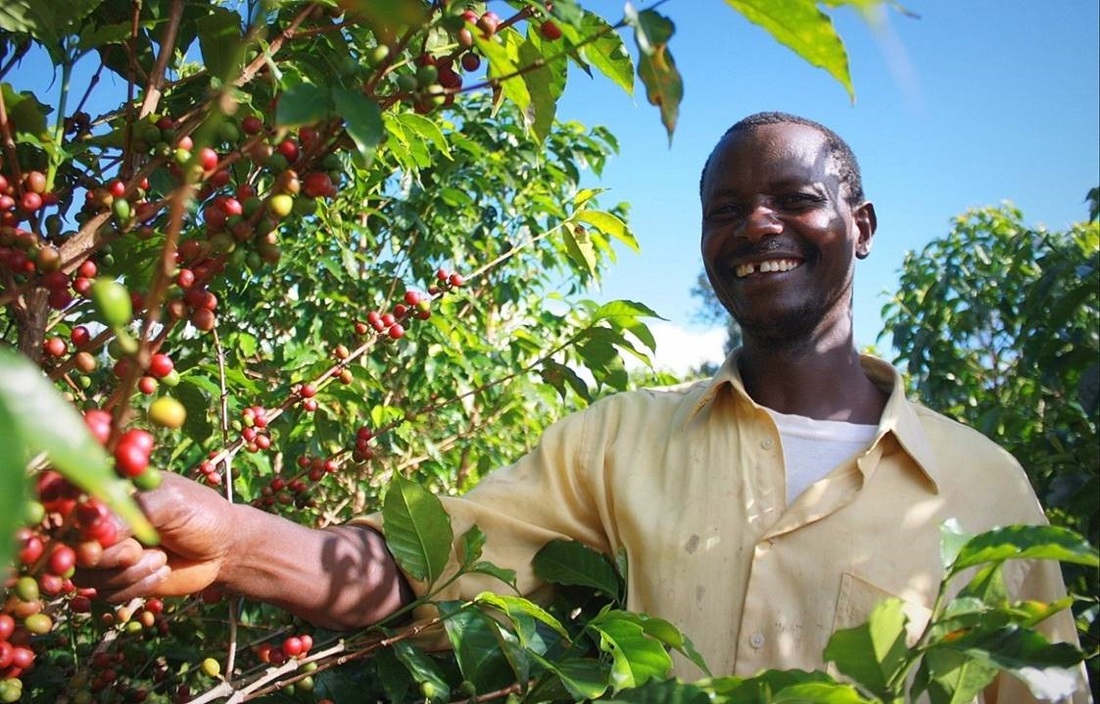 How to Brew Front Street Coffee's Yirgacheffe Red Cherry Natural Bean? A Complete Guide to Flavor Profile & Extraction Techniques